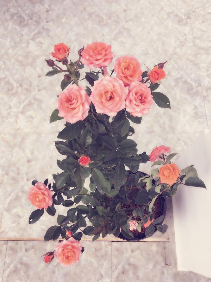 Hani House プレイク エクステリア 写真